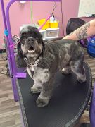 Beau