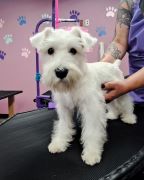 Dottie